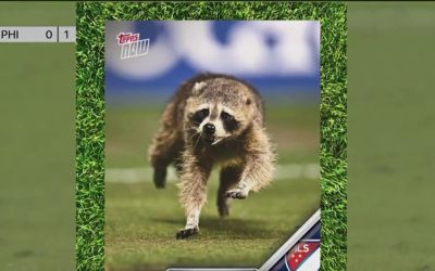Raccoon on soccer field causes chaos at Subaru Park during a Union game
